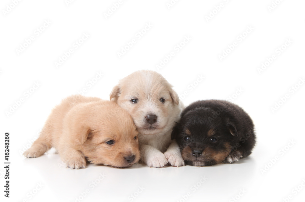 Tired Sweet and Cuddly Newborn Puppies