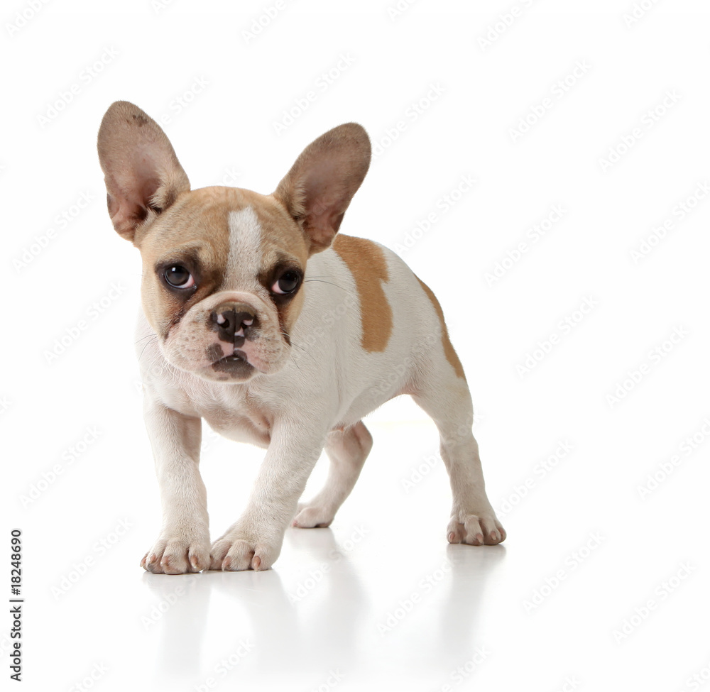 Innocent Puppy Dog Looking Lonely on White Background Innocent Puppy Dog Looking Lonely on White Background