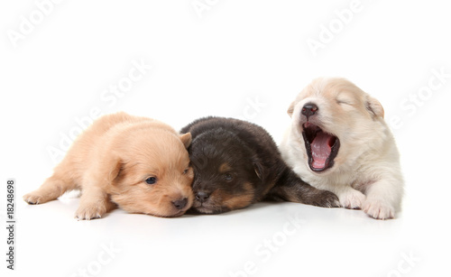 Yawning Cuddly Newborn Puppies