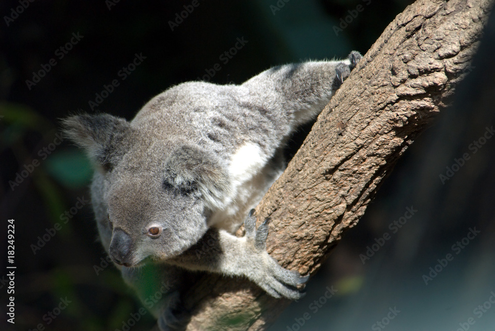 Fototapeta premium An alert koala hangs on to a branch