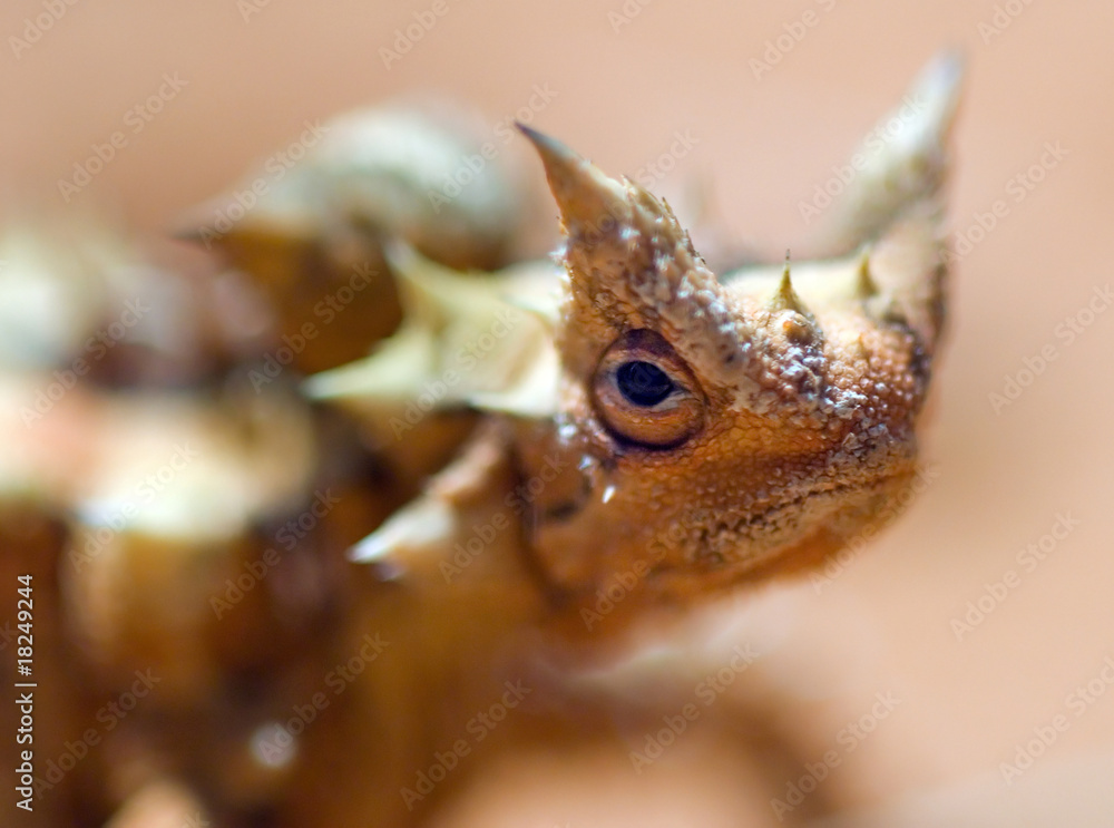 Obraz premium Shallow focus portrait of an Australian Thorny Devil
