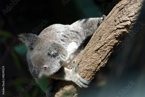 Fototapeta Naklejka Na Ścianę i Meble -  An alert koala hangs on to a branch
