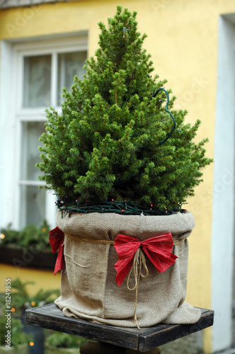 Natural fir in Tallinn