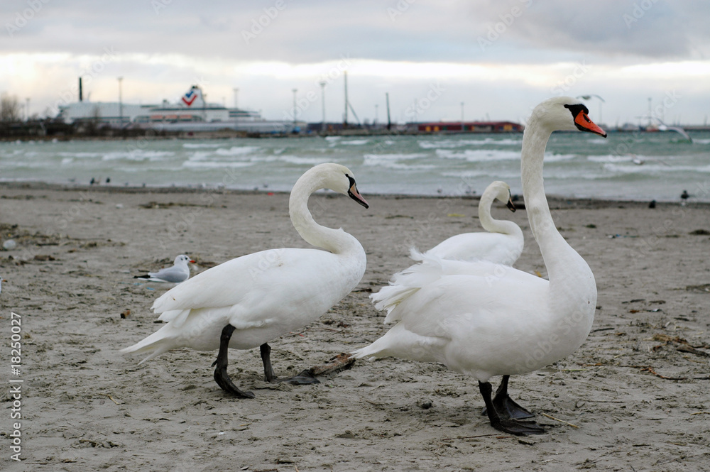 Obraz premium Swans near the port
