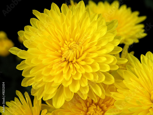 blossoming chrysanthemum