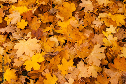 Leaves carpet