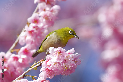 メジロと大寒桜