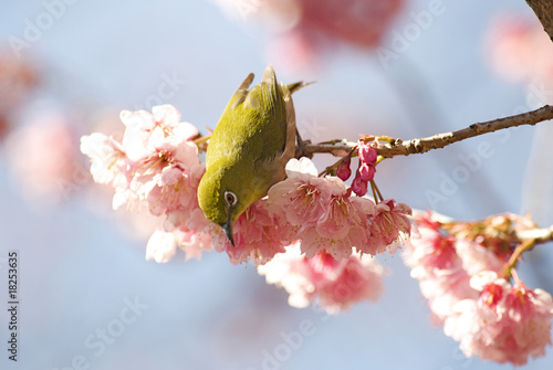 メジロと大寒桜