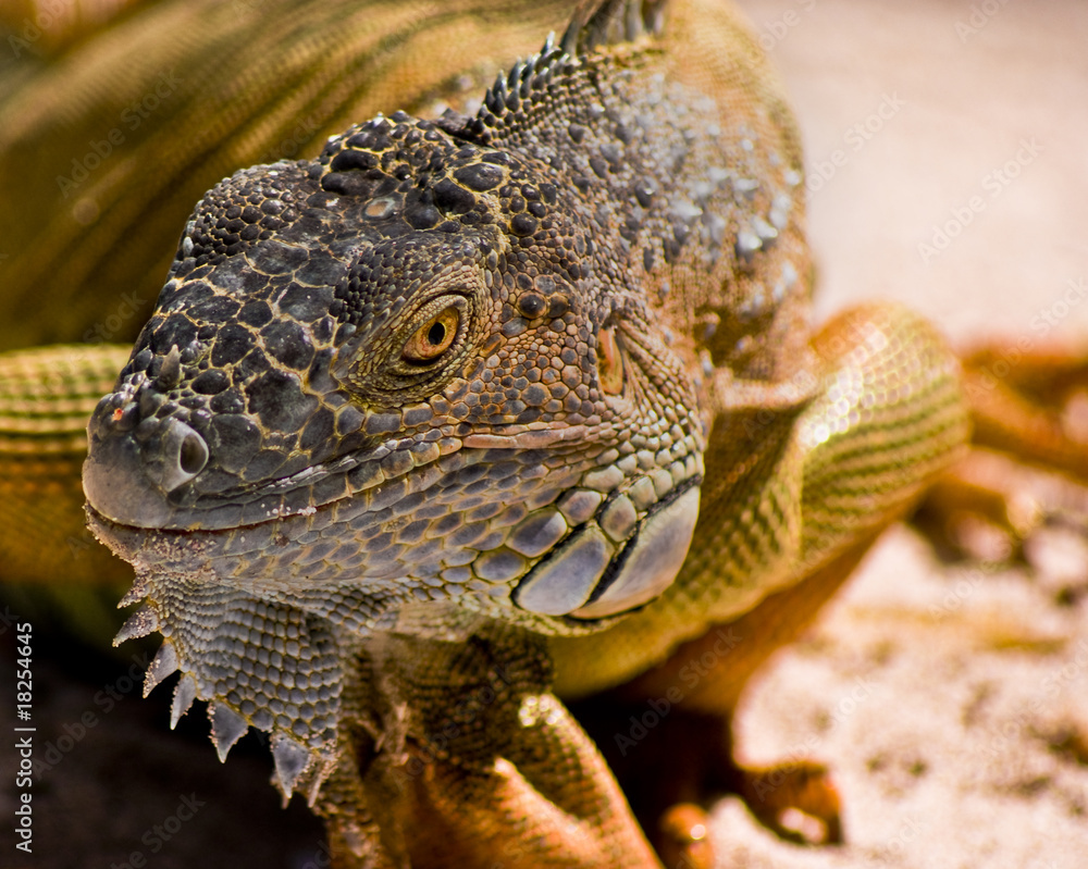 Fototapeta premium iguana