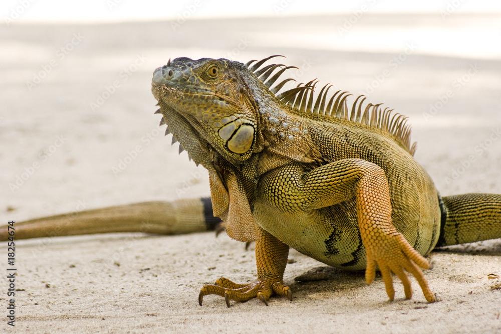 Obraz premium iguana