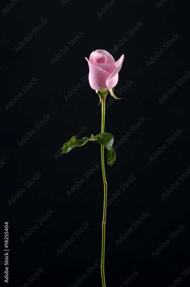 beautiful roses on black beautiful roses on black