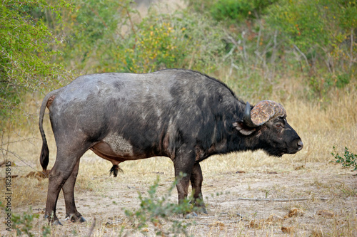 African or Cape buffalo  Kruger N P  South Africa
