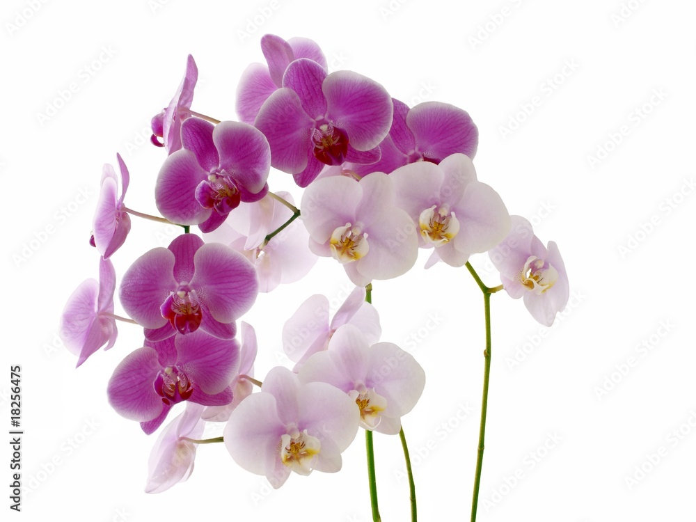 orchids