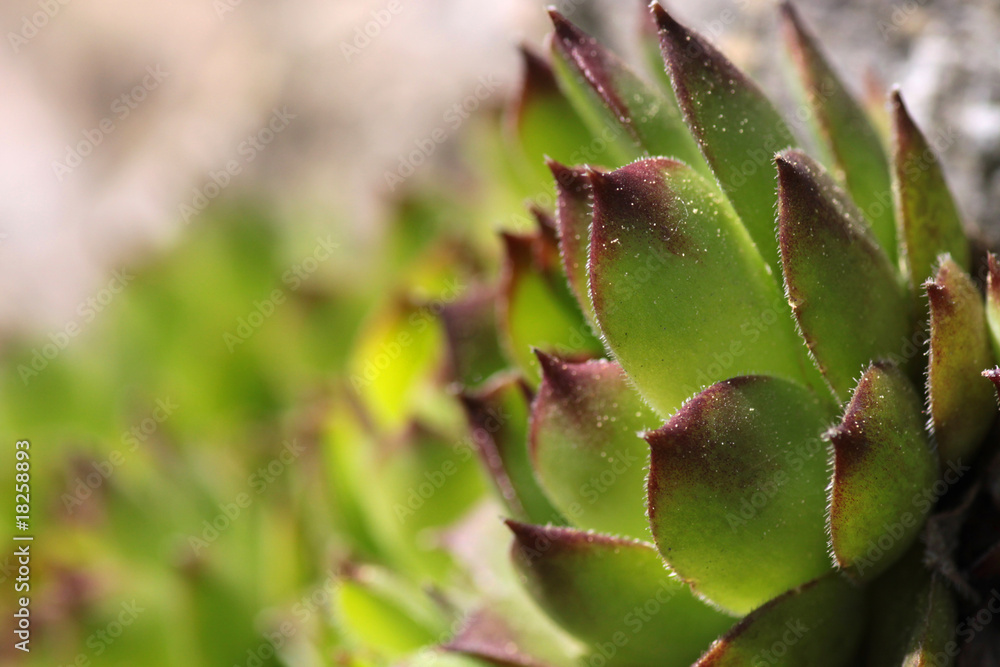 Dach-Hauswurz (Sempervivum tectorum) Dach-Hauswurz (Sempervivum tectorum)
