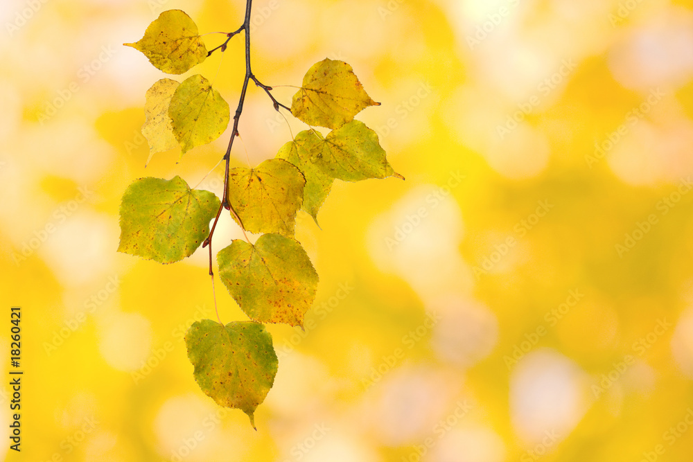Bunte Blätter im Herbst - obrazy, fototapety, plakaty 