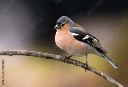 Chaffinch