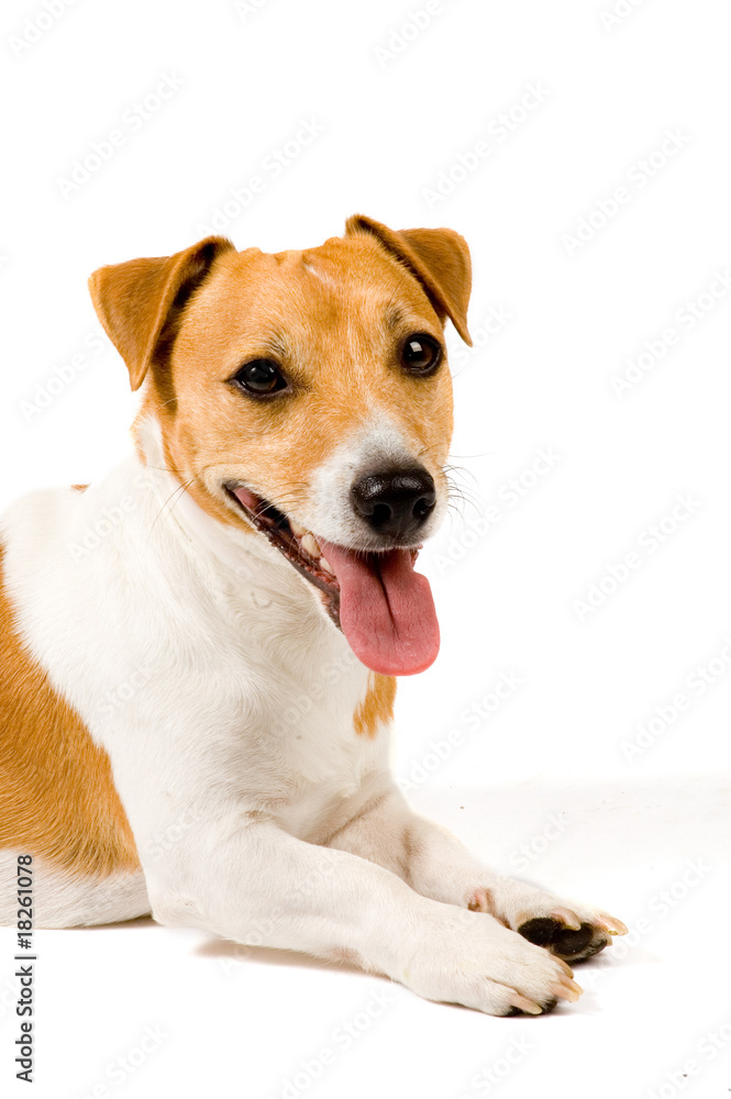 Portrait of an Adorable Jack Russell Terrier Isolated on a White