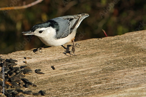 White-breasted Nuthatch photo