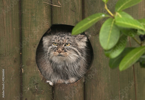 Pallas cat peeping from wooden fence