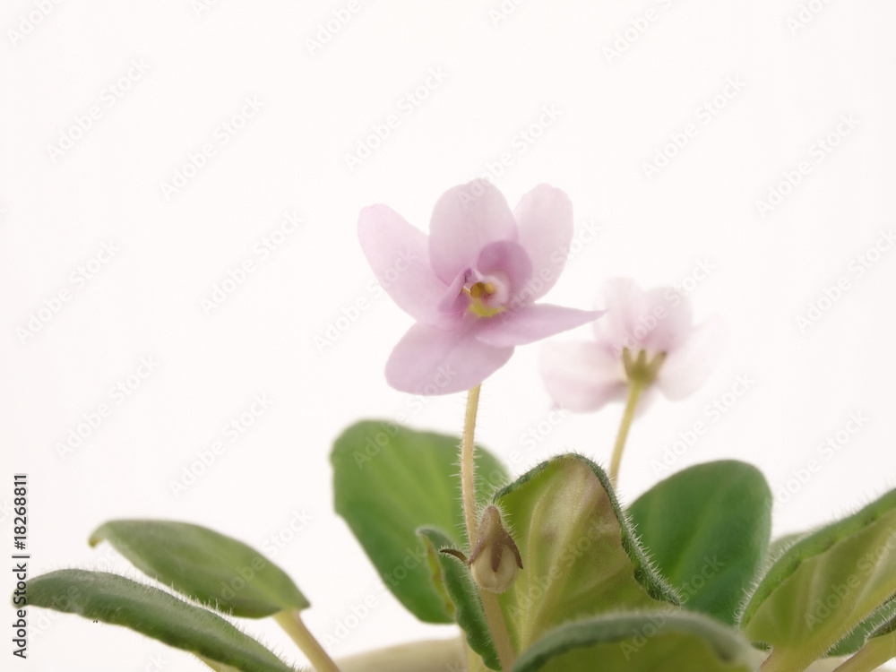 Obraz premium Violet