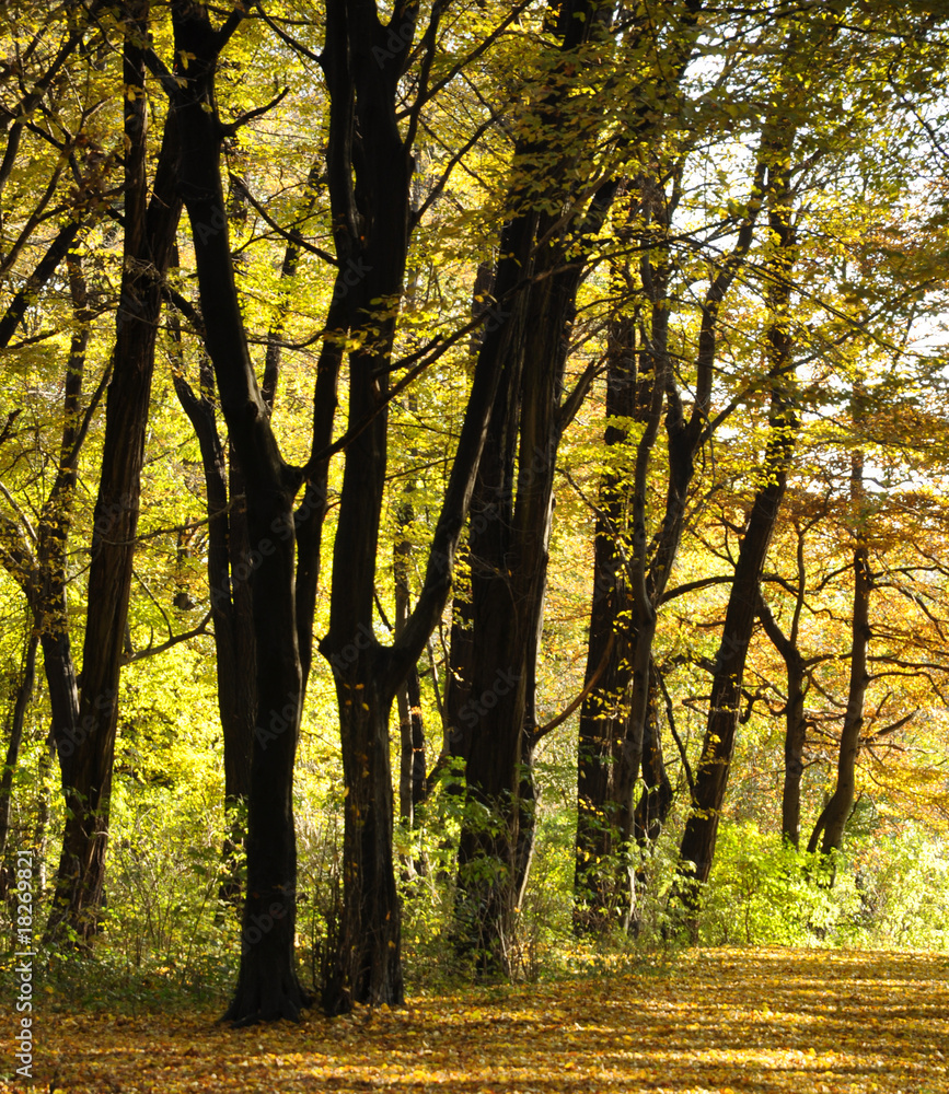 Naklejka premium Sunny Autumn Forest
