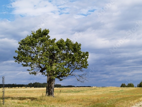 Tree, photo was taken in Poland