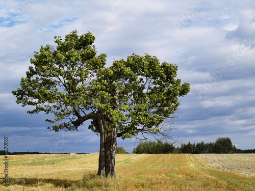 Beautiful Tree, photo was taken in Poland