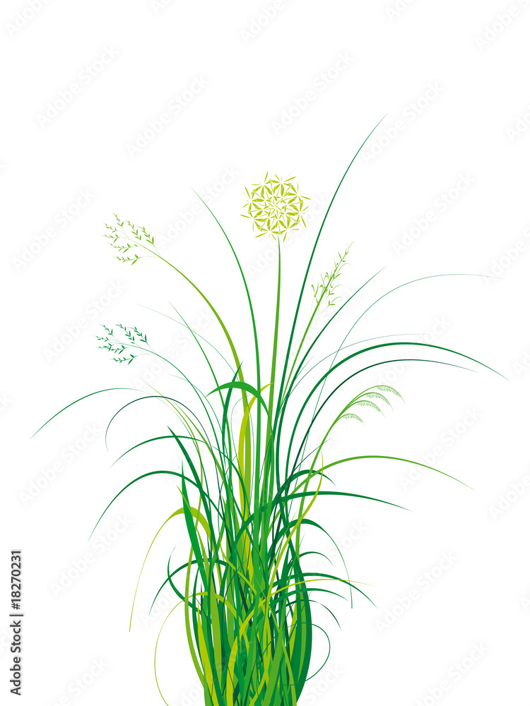 Fototapeta premium bouquet d'herbe