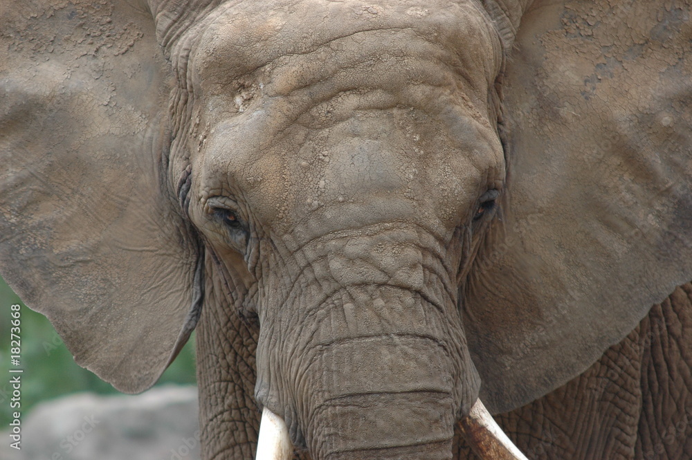 éléphant éléphant