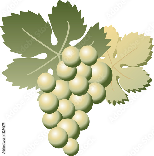 racimo uvas verde