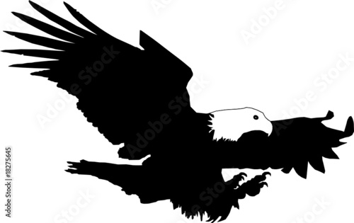 eagle fly