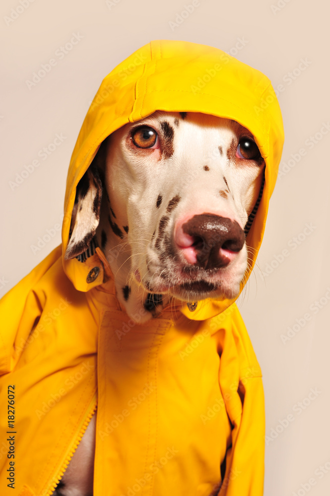 Wie angegossen StockFoto Adobe Stock