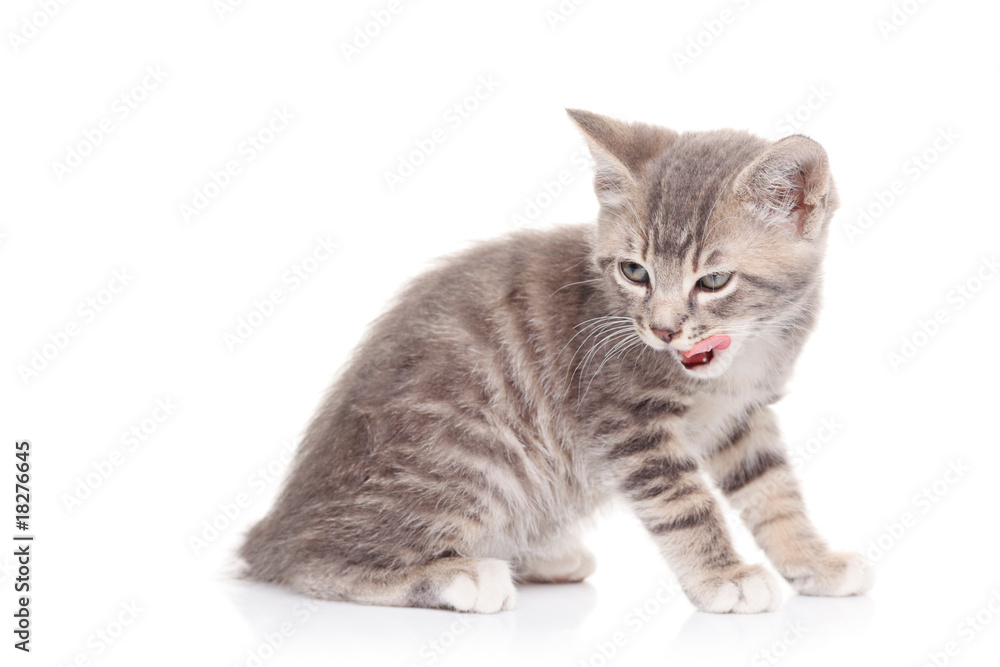 A cat isolated on white background