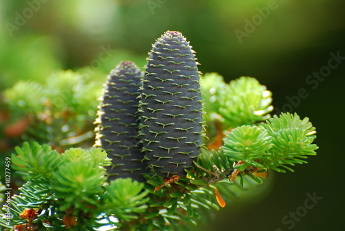 Tannenzapfen der Weißtanne