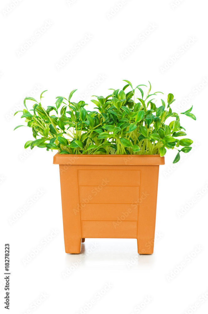 Fototapeta premium Green saplings growing in the clay pot