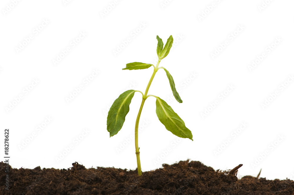 Seedlings isolated on the white background Seedlings isolated on the white background