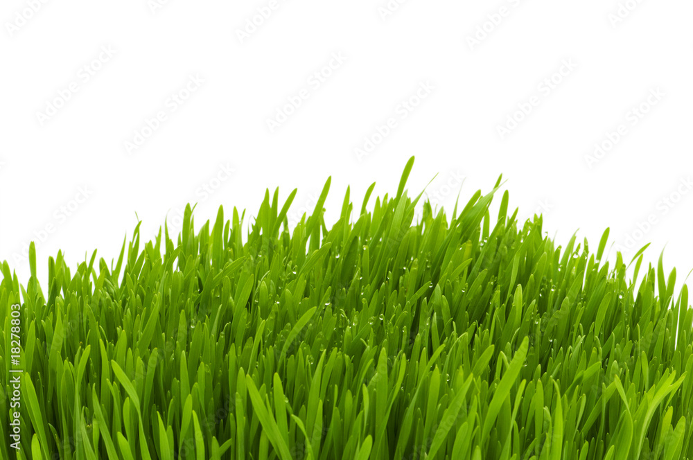 Fototapeta premium Green glass isolated on the white background