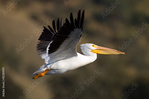 Pelican Close Up