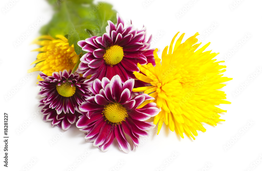 purple and yellow flowers / isolated on  white background