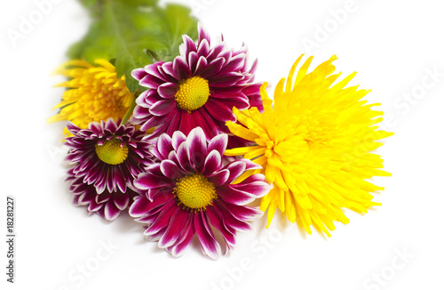 purple and yellow flowers   isolated on  white background