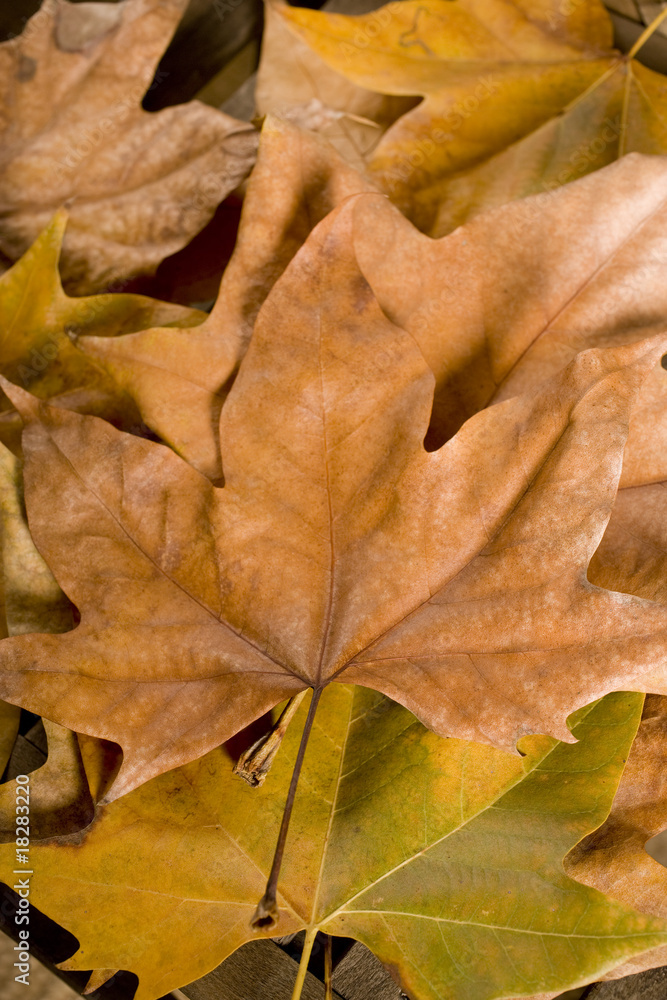 Fototapeta premium autumn