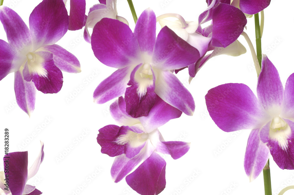 pink bloom orchids pink bloom orchids