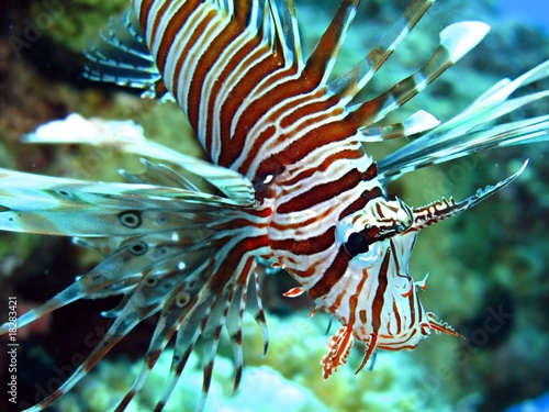 Lionfish