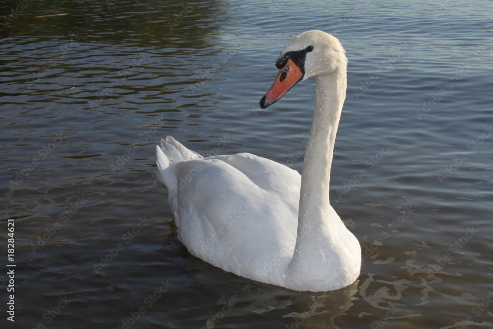 Naklejka premium Schwan im See