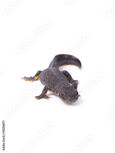 Brown newt © Focalexus