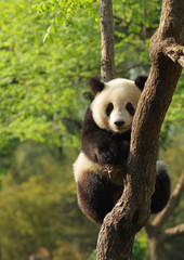 Wandcirkels Olijfgroen Schattige jonge panda in boom  © Anatoly Kolodey