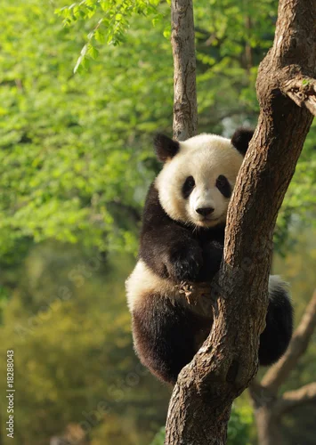 Fototapeta na wymiar Cute młoda panda siedzi na drzewie en twarz