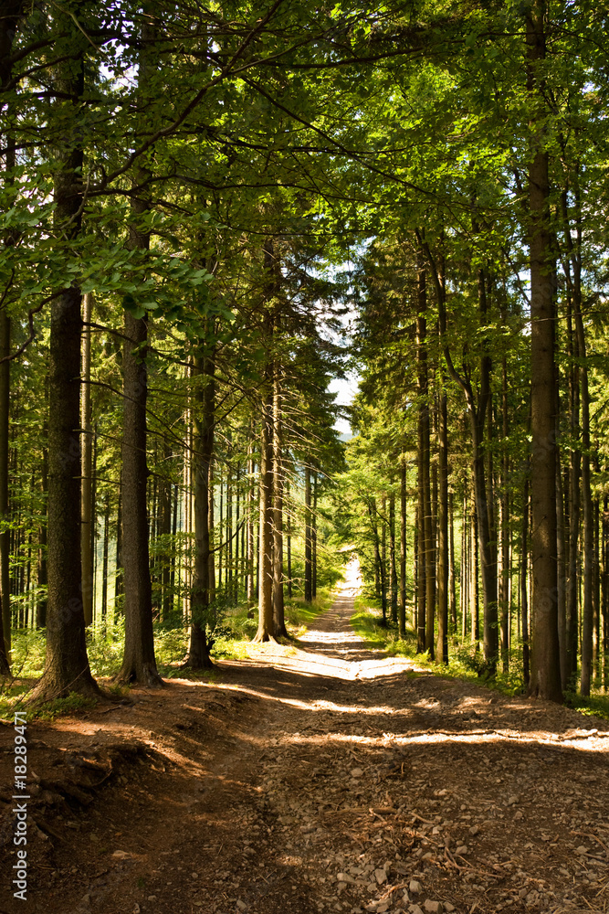 Fototapeta premium magic forest path