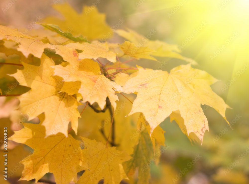 autumn leaves background with sunlight autumn leaves background with sunlight