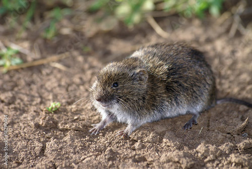 field vole